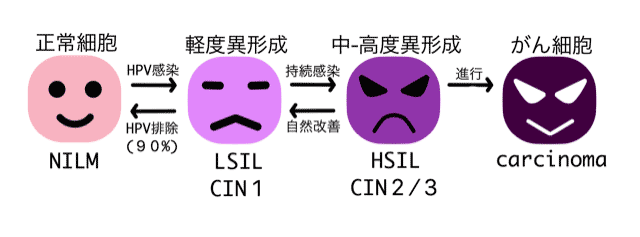 HPV感染から癌化までの過程